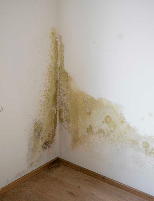 Remontées capillaires à Cabourg et dans les Calvados (14)